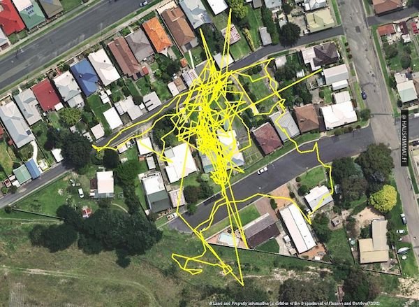 these-gps-maps-show-us-why-cats-are-so-lazy-during-the-day-photos-5