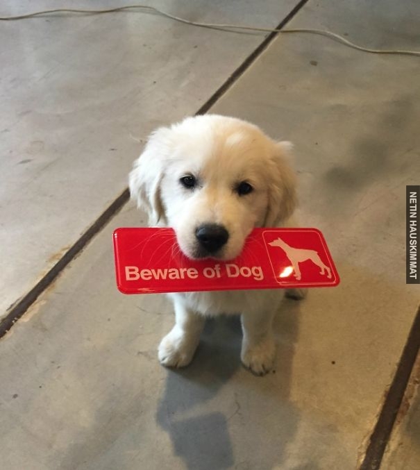 24-vicious-dogs-that-make-the-beware-of-dog-sign-totally-useless-01