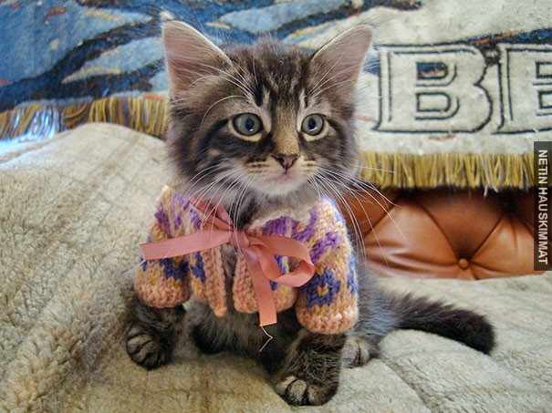 cute-animals-wearing-tiny-sweaters-1-57ff4f6925de7__605