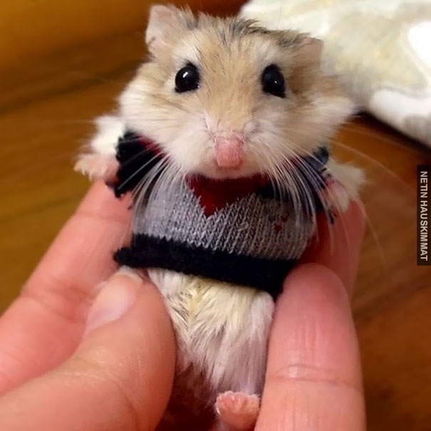 cute-animals-wearing-tiny-sweaters-23-57ff6fe79105f__605