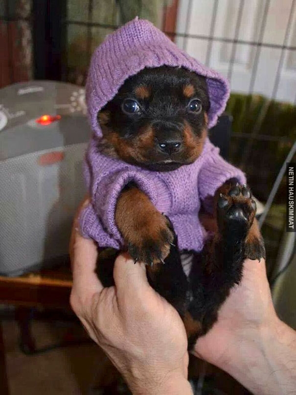 cute-animals-wearing-tiny-sweaters-45-57ff927356740__605