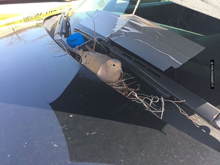 police-bird-umbrella-dove-nest-car-hood-parma-2