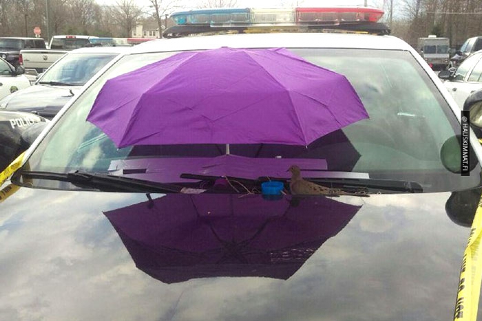 police-bird-umbrella-dove-nest-car-hood-parma-3