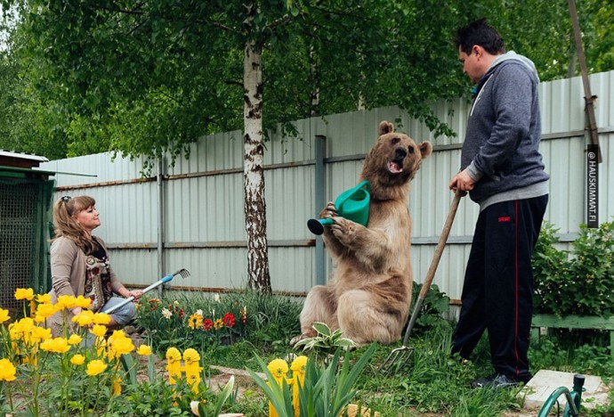 russian-couple-lives-with-adopted-bear-10