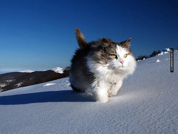 these-gps-maps-show-us-how-active-cats-really-are-photos-9