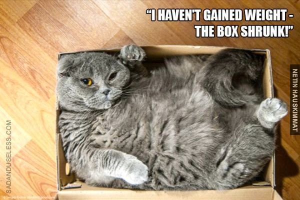 Laatikot ovat kissojen ainoa heikkous!