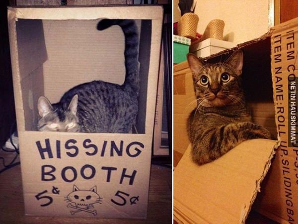 Laatikot ovat kissojen ainoa heikkous!