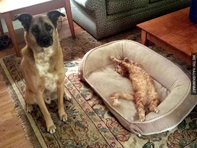 16-hilarious-photos-of-dogs-who-got-kicked-out-of-their-bed-by-cats-01
