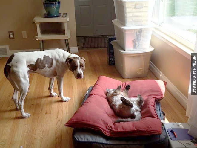 16-hilarious-photos-of-dogs-who-got-kicked-out-of-their-bed-by-cats-02
