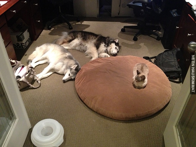 16-hilarious-photos-of-dogs-who-got-kicked-out-of-their-bed-by-cats-04