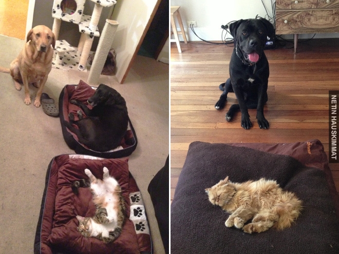 16-hilarious-photos-of-dogs-who-got-kicked-out-of-their-bed-by-cats-09