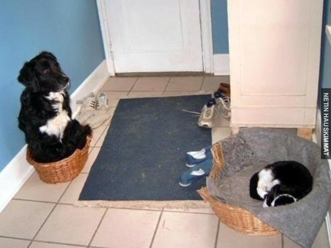 16-hilarious-photos-of-dogs-who-got-kicked-out-of-their-bed-by-cats-10
