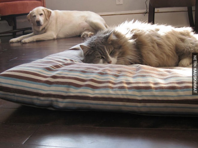 16-hilarious-photos-of-dogs-who-got-kicked-out-of-their-bed-by-cats-11