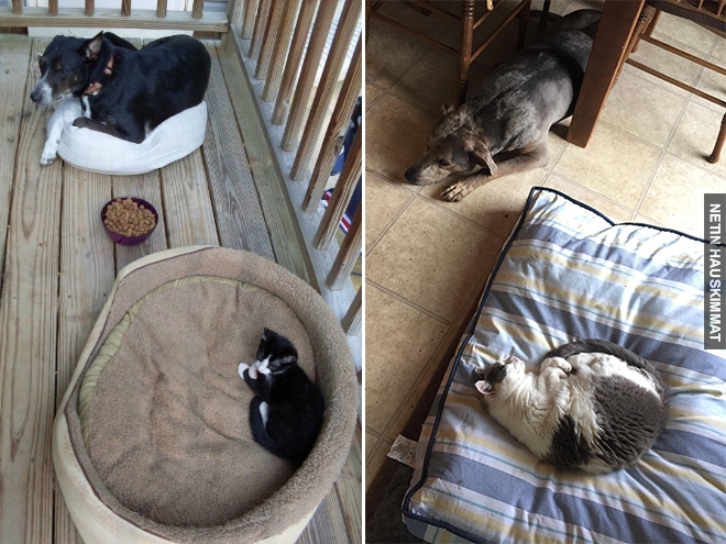 16-hilarious-photos-of-dogs-who-got-kicked-out-of-their-bed-by-cats-13