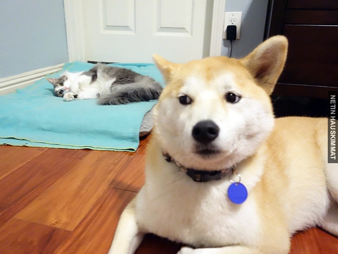 16-hilarious-photos-of-dogs-who-got-kicked-out-of-their-bed-by-cats-15
