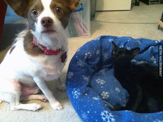 16-hilarious-photos-of-dogs-who-got-kicked-out-of-their-bed-by-cats-16