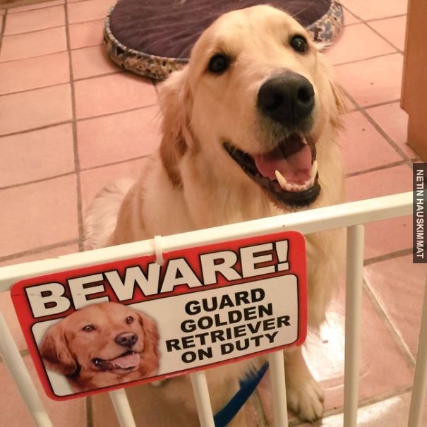 24-vicious-dogs-that-make-the-beware-of-dog-sign-totally-useless-02