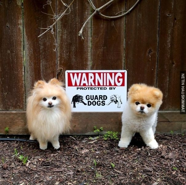 24-vicious-dogs-that-make-the-beware-of-dog-sign-totally-useless-03
