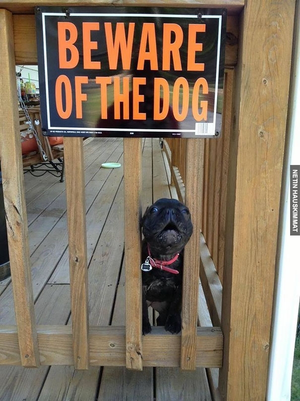 24-vicious-dogs-that-make-the-beware-of-dog-sign-totally-useless-05