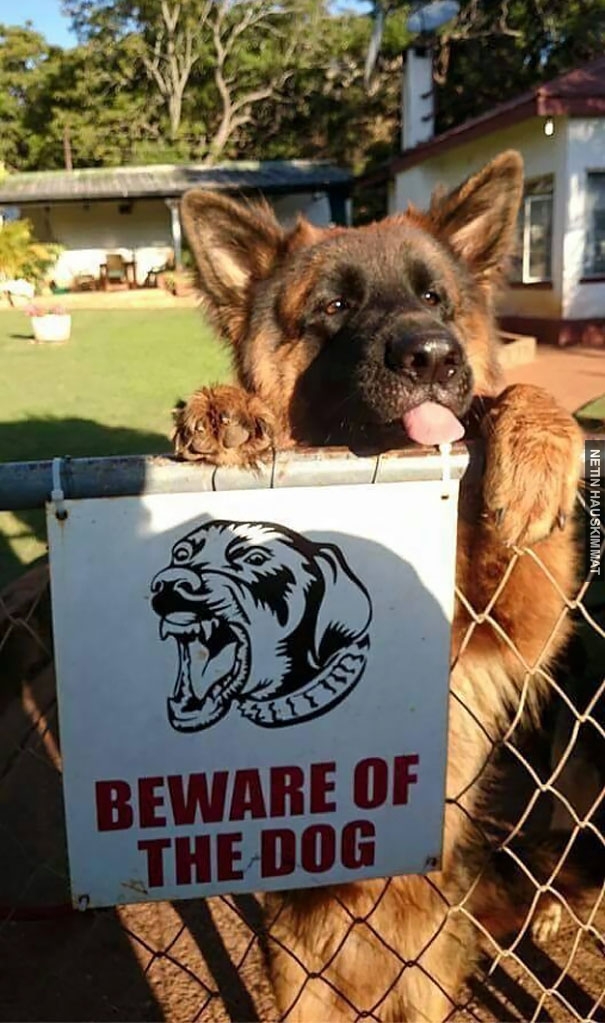 24-vicious-dogs-that-make-the-beware-of-dog-sign-totally-useless-06