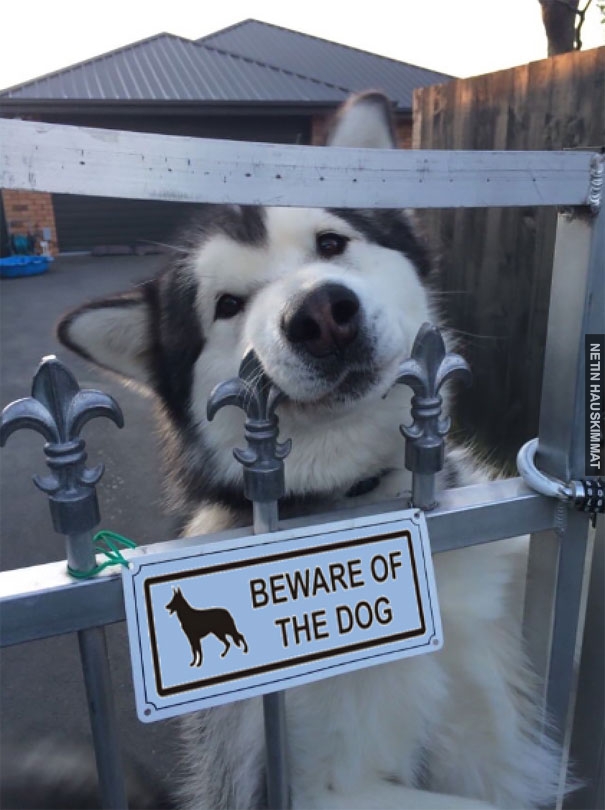 24-vicious-dogs-that-make-the-beware-of-dog-sign-totally-useless-07