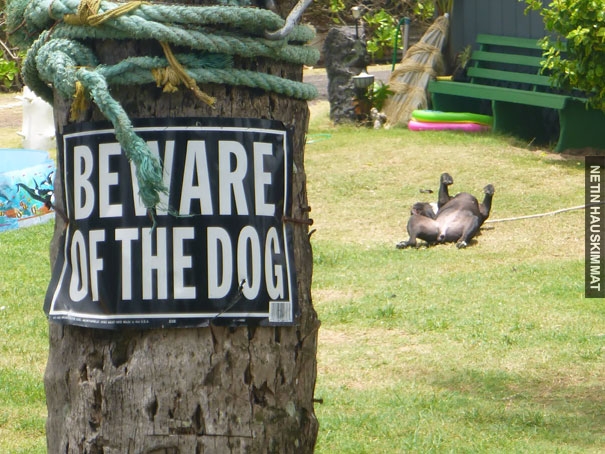 24-vicious-dogs-that-make-the-beware-of-dog-sign-totally-useless-08