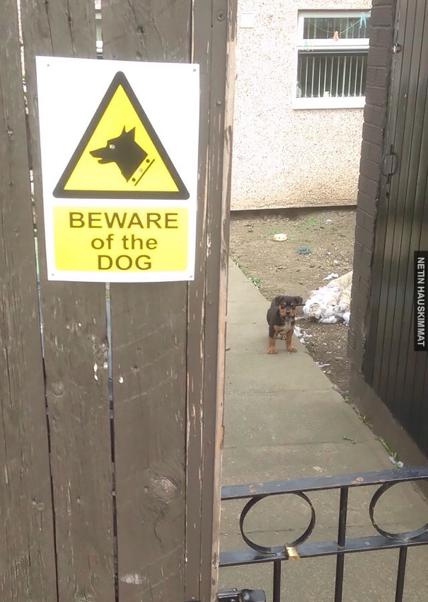 24-vicious-dogs-that-make-the-beware-of-dog-sign-totally-useless-09