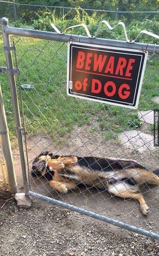 24-vicious-dogs-that-make-the-beware-of-dog-sign-totally-useless-10