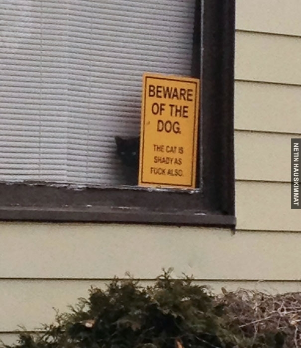24-vicious-dogs-that-make-the-beware-of-dog-sign-totally-useless-11