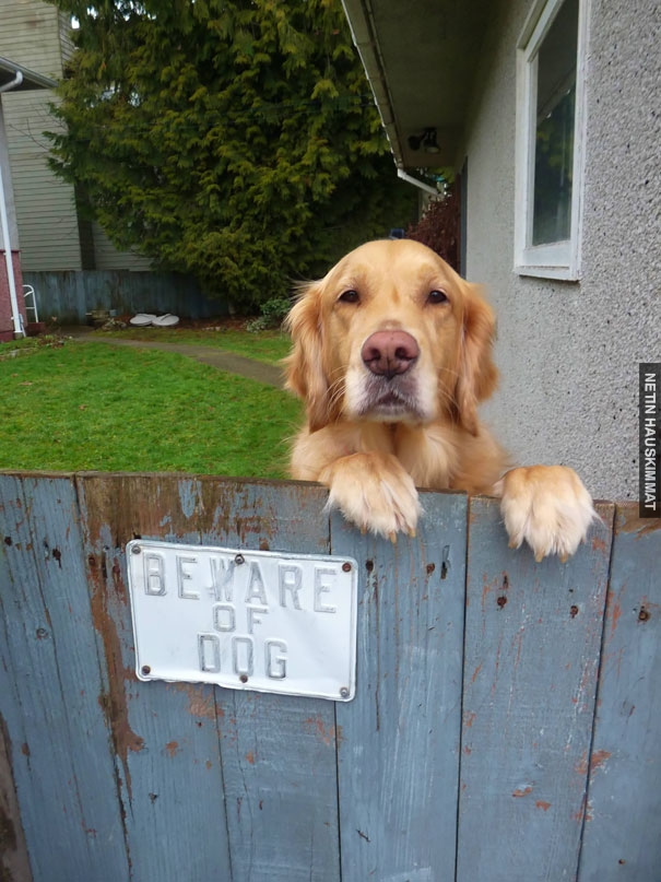 24-vicious-dogs-that-make-the-beware-of-dog-sign-totally-useless-12