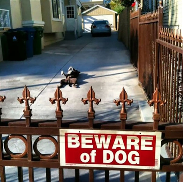 24-vicious-dogs-that-make-the-beware-of-dog-sign-totally-useless-13