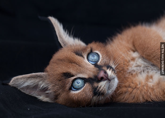 cute-baby-caracals-70-57fb80ad77cfb__700