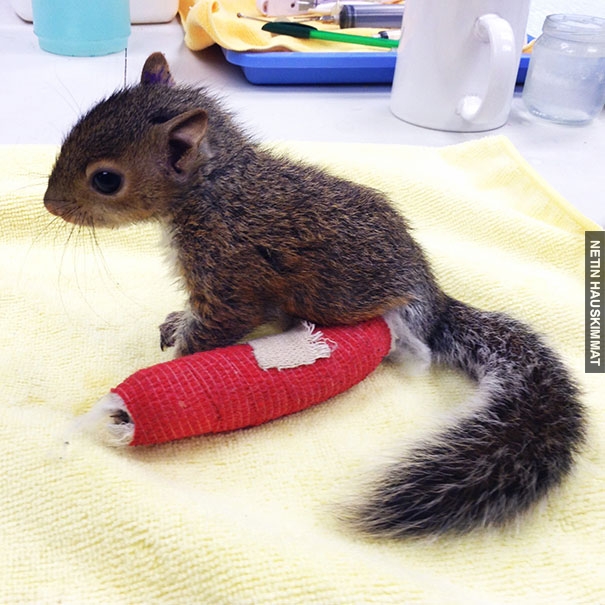 animals-in-tiny-casts-5-580093968a038__605