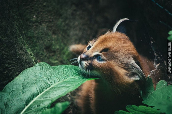 cute-baby-caracals-18-57fb6239c78bc__700