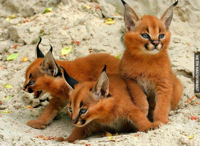 cute-baby-caracals-2-57fb5871edb25__700