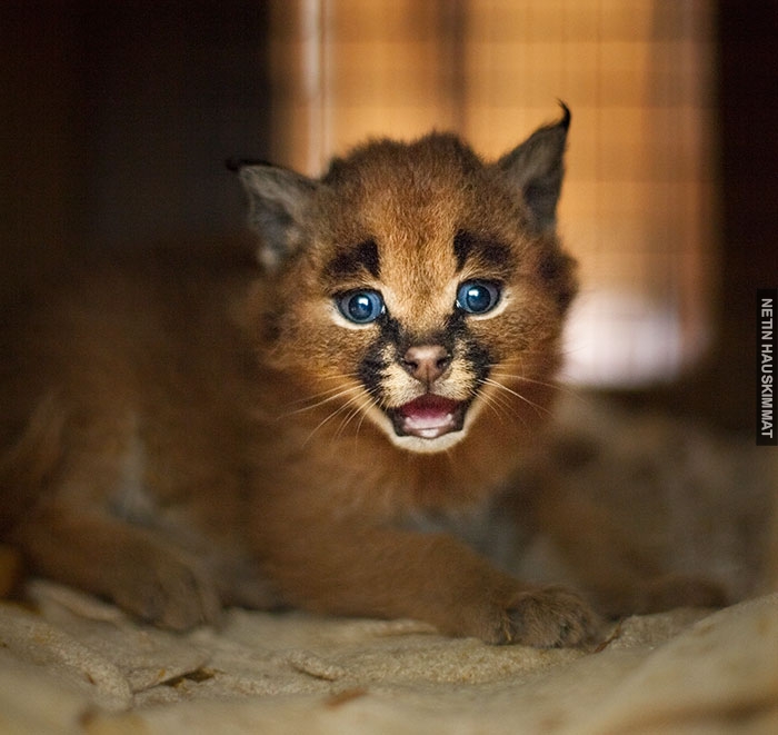 cute-baby-caracals-27-57fb7aa1845ef__700