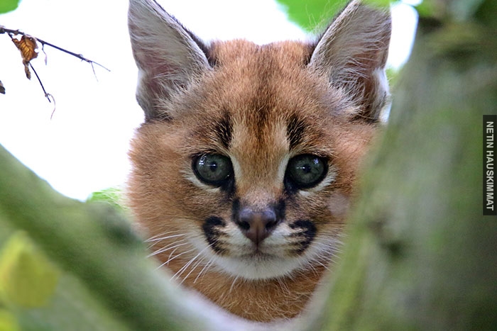 cute-baby-caracals-73-57fb8a1c069e8__700