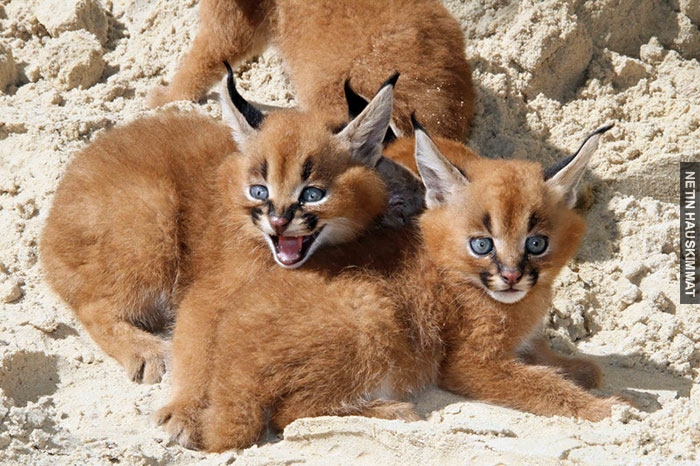 cute-baby-caracals-8-57fb5d3e3e9da__700