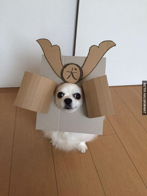 dog-costume-cardboard-cutouts-myouonnin-2-580f53eeb5c50__605