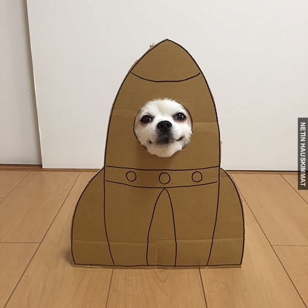 dog-costume-cardboard-cutouts-myouonnin-31-580f542f18466__605