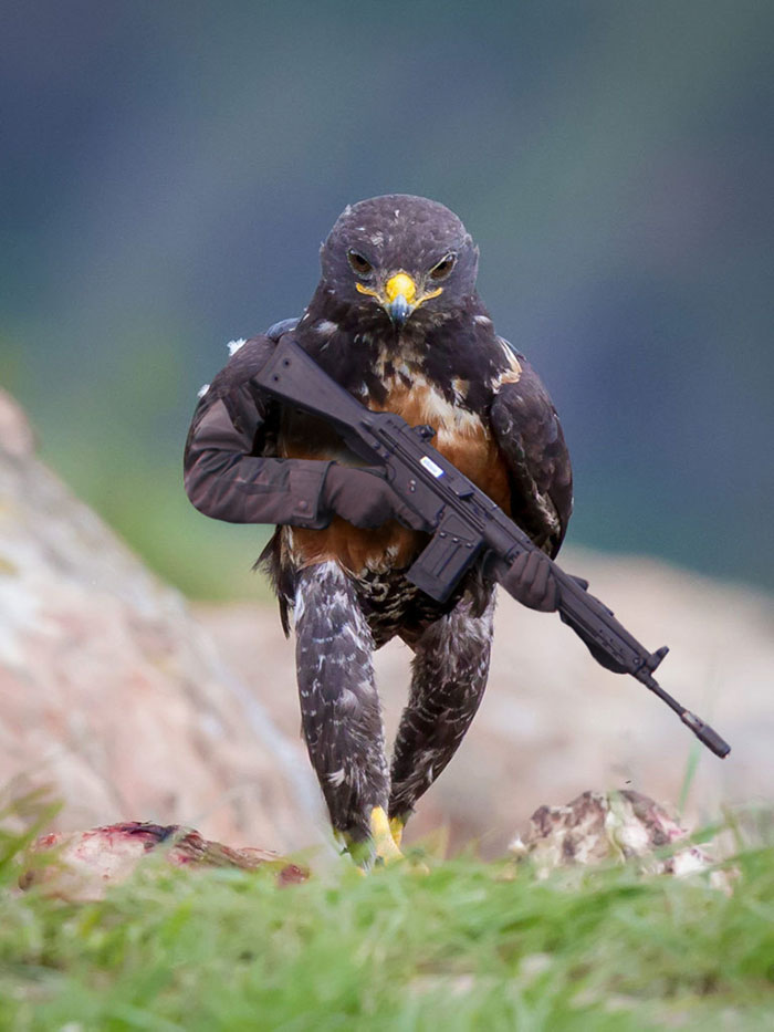 funny-hawk-photoshop-battle-1-57f1fd483716e__700