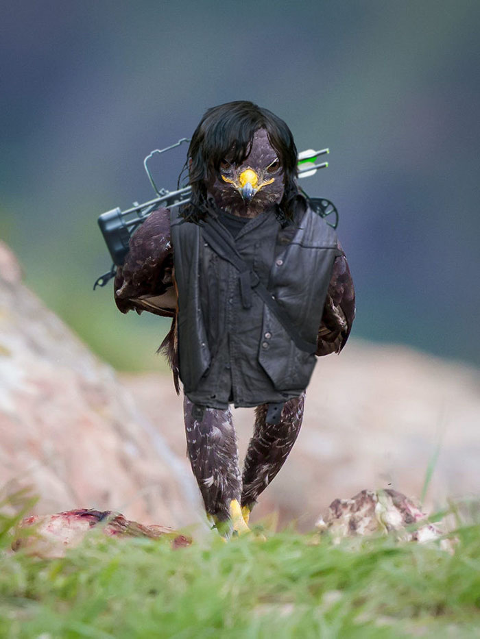 funny-hawk-photoshop-battle-23-57f1fd773200b__700