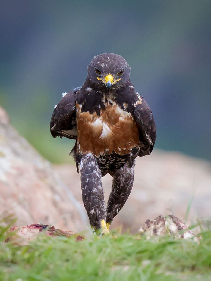 funny-hawk-photoshop-battle-61