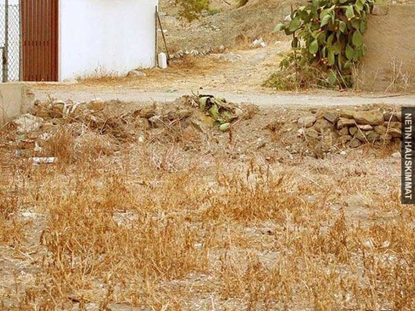 find-hidden-cat-camouflage-hide-and-seek-catouflage-160